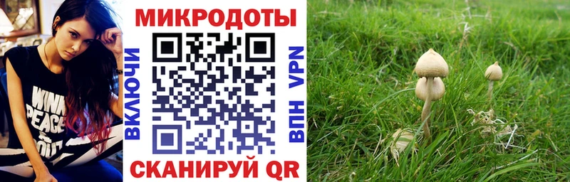 Псилоцибиновые грибы Psilocybine cubensis Ростов-на-Дону